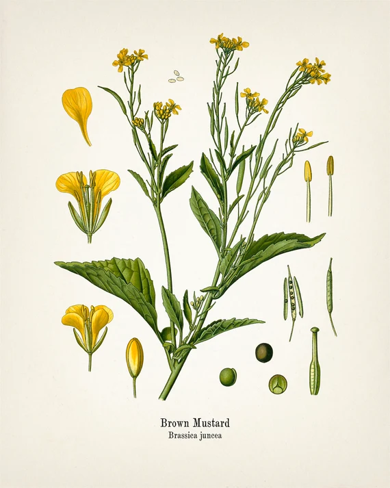 brassicas