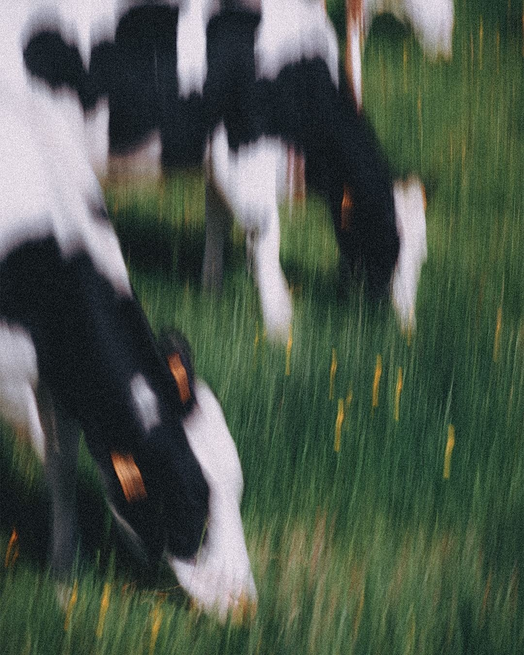 cattle industry