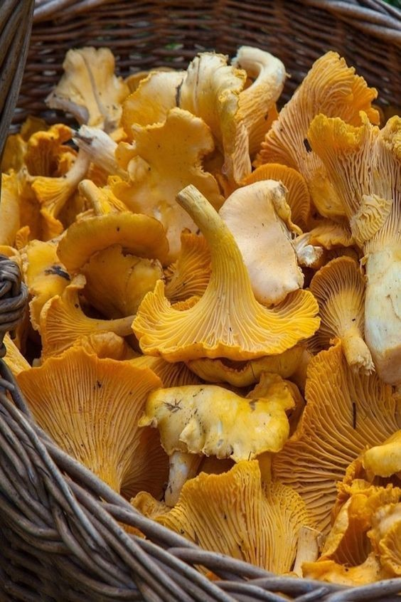 chanterelles