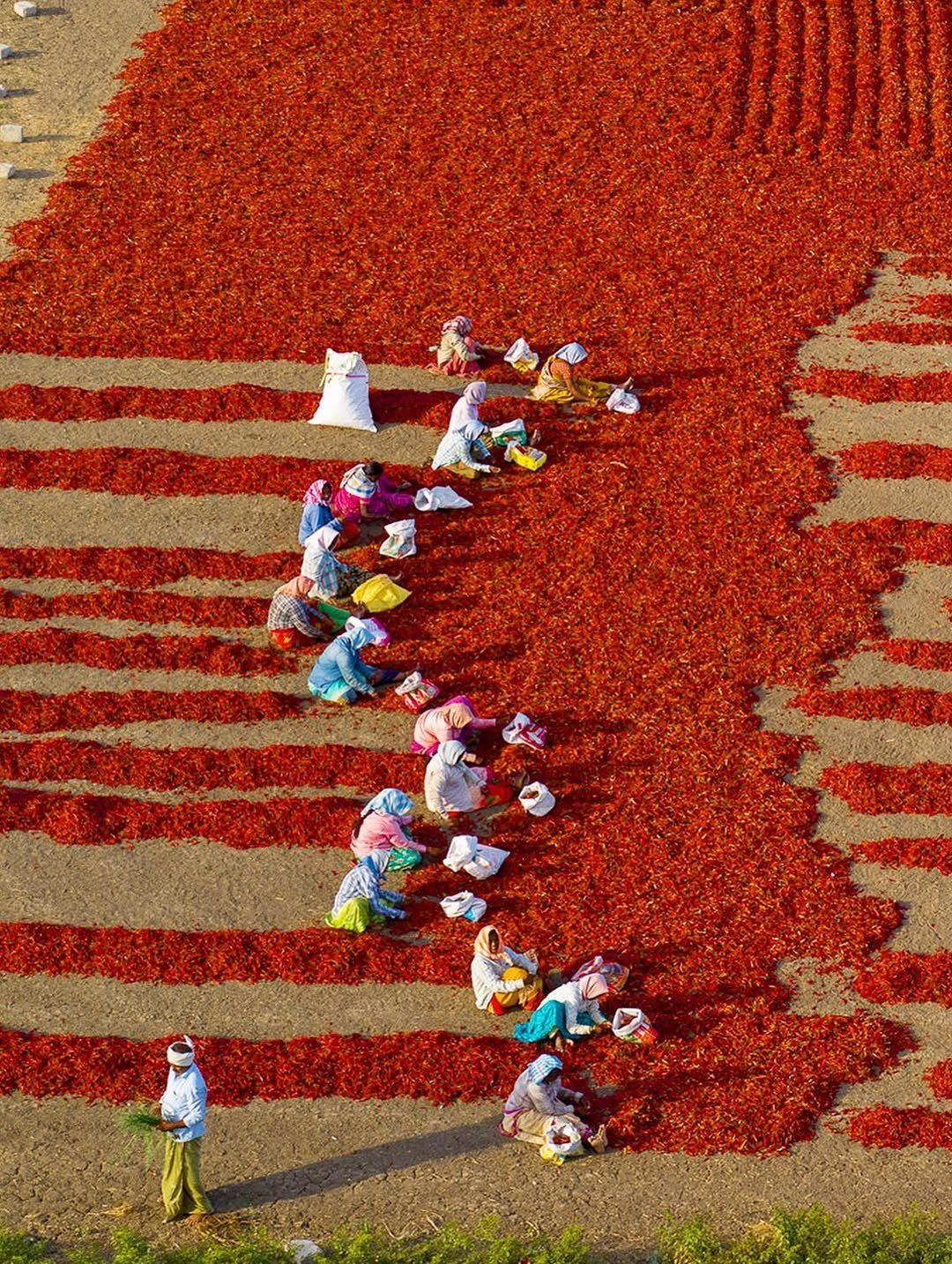saffron